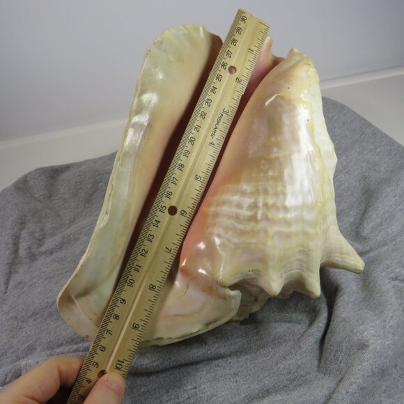 Large REAL Conch Sea Shell 10" tall 8" wide has some chips Tan pink white outer - Picture 5 of 10